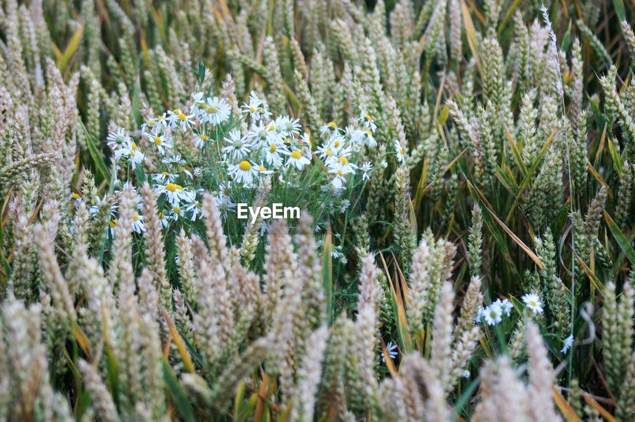 CLOSE-UP OF FLOWERING PLANTS ON LAND