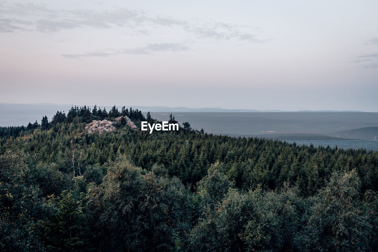 Scenic view of forest against sky