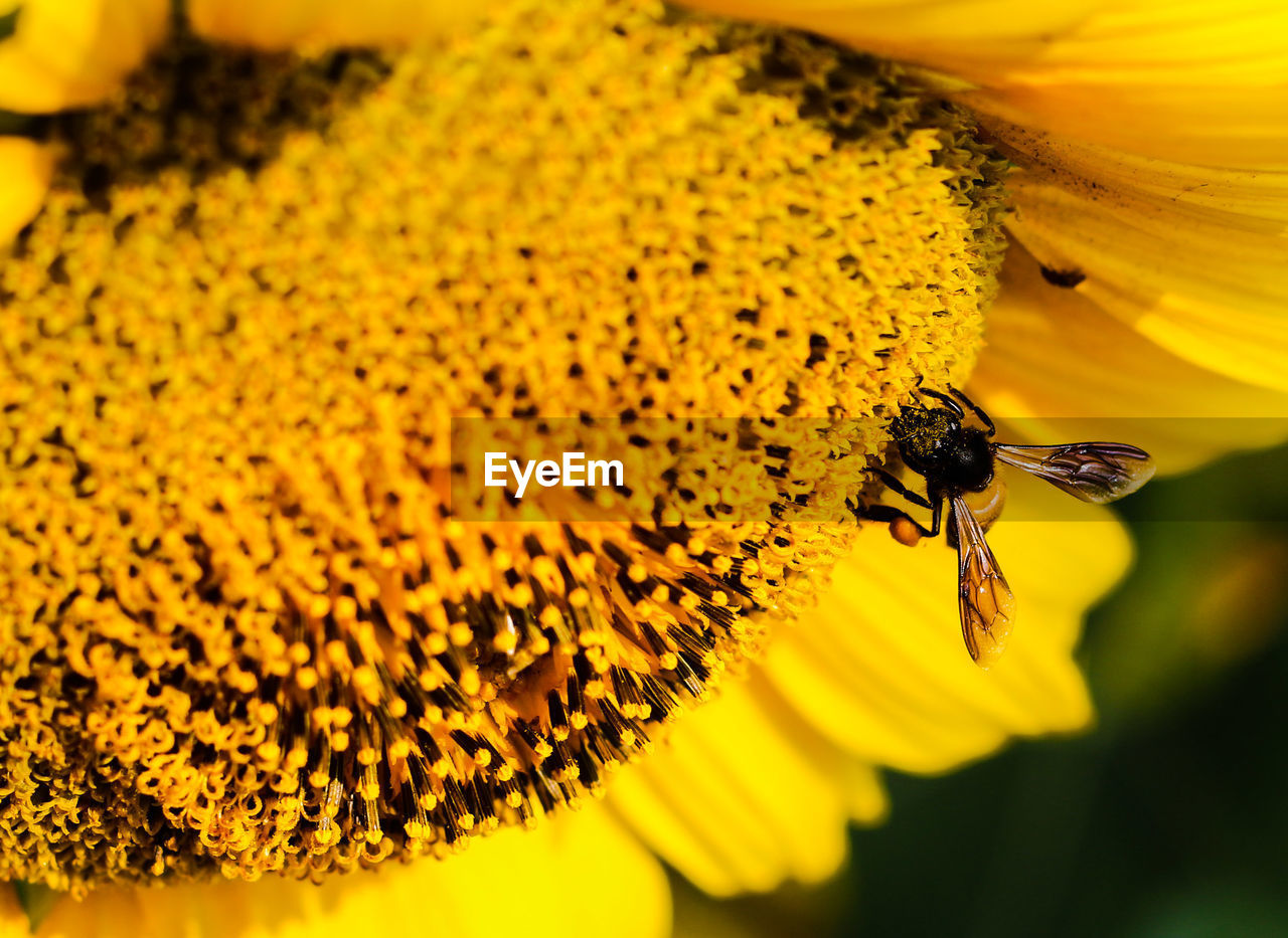 Macro shot of bee pollinating on sunflower