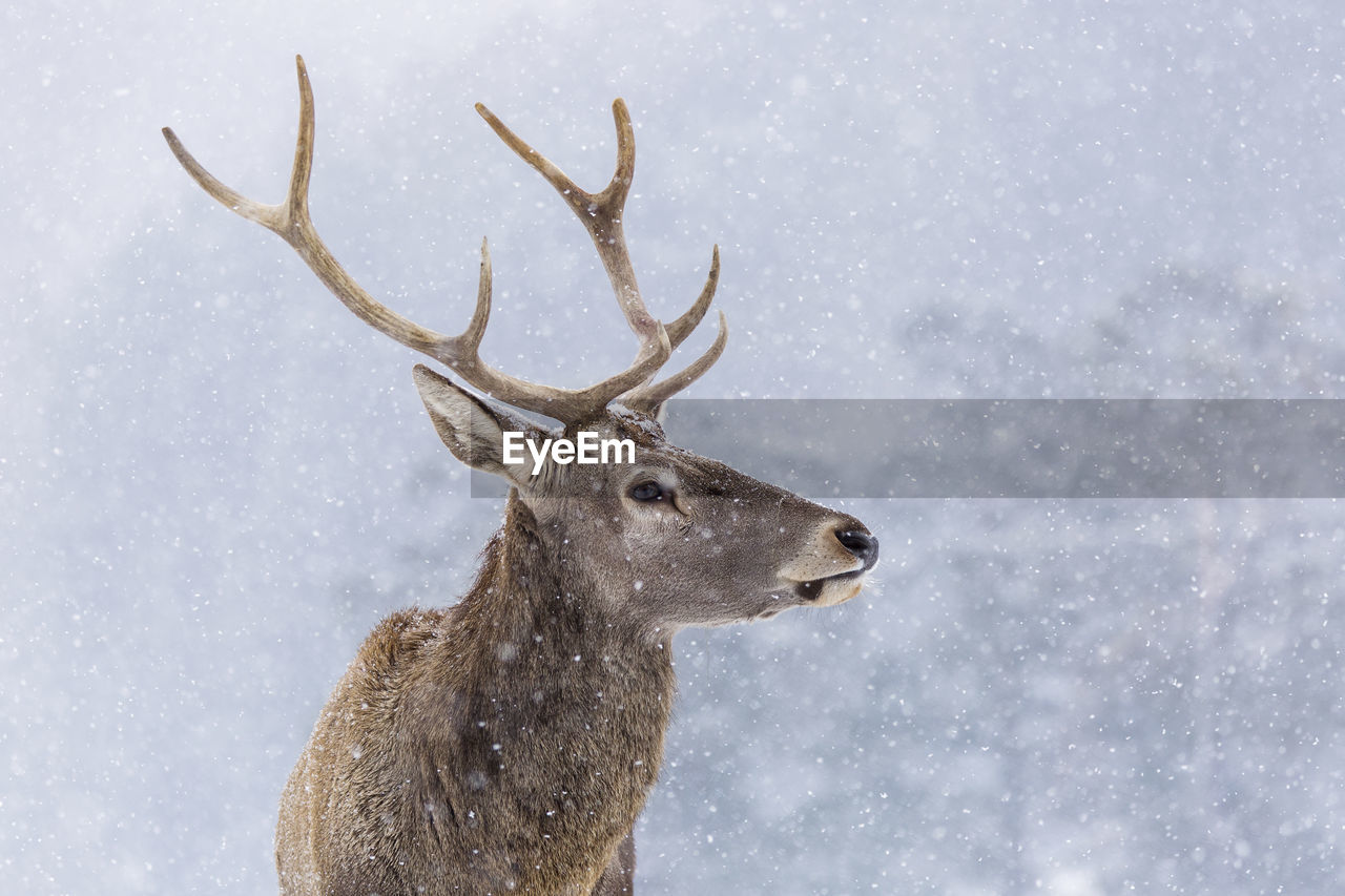 VIEW OF DEER ON SNOW COVERED ROCK