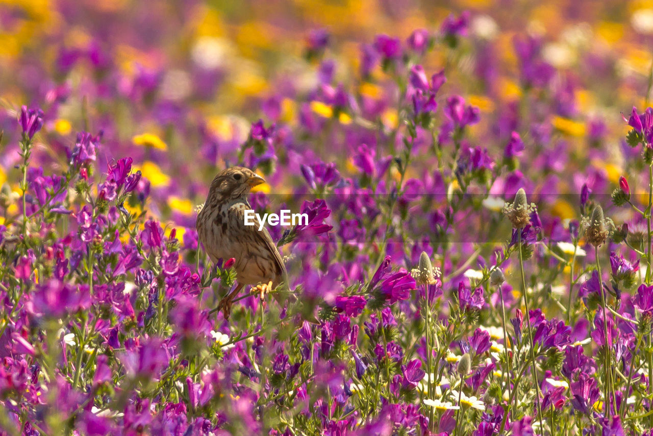 Close-up of bird perching on flower field