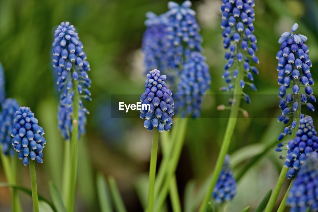 Close-up of purple flowering plants