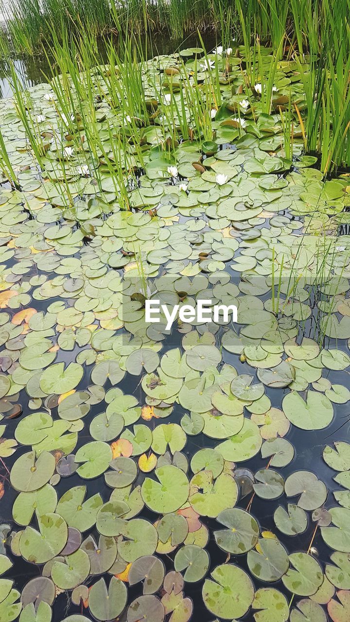 VIEW OF LILY PADS FLOATING ON LAKE