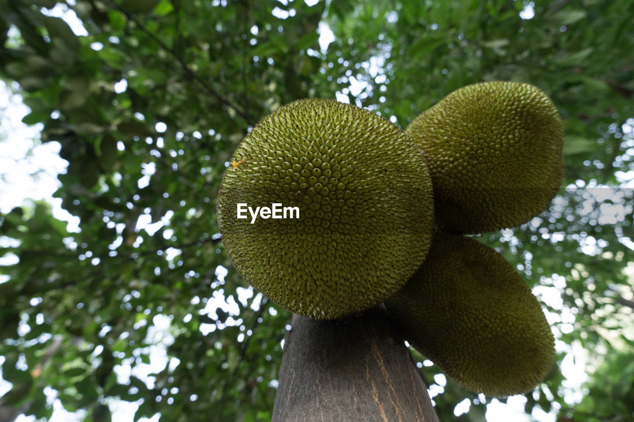 jackfruit, plant, artocarpus, tree, food, fruit, healthy eating, food and drink, growth, green, flower, low angle view, nature, no people, produce, freshness, wellbeing, outdoors, close-up, leaf, beauty in nature, kiwi, day, fruit tree, ripe, branch, kiwifruit, plant part, tropical fruit