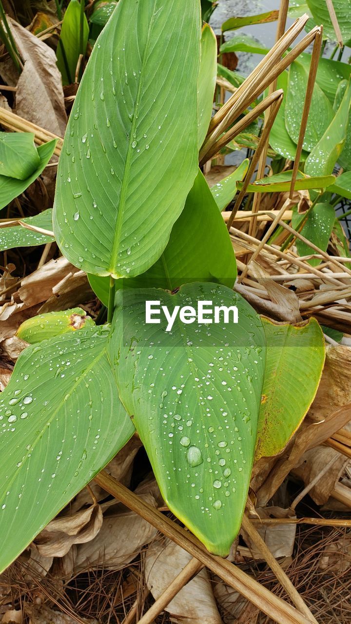 HIGH ANGLE VIEW OF WET PLANT LEAVES IN FIELD