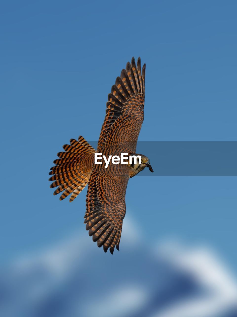 low angle view of bird flying against clear blue sky