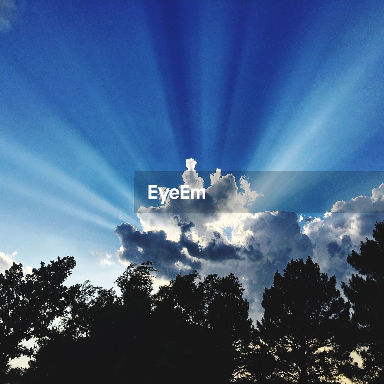 Low angle view of silhouette trees against blue sky