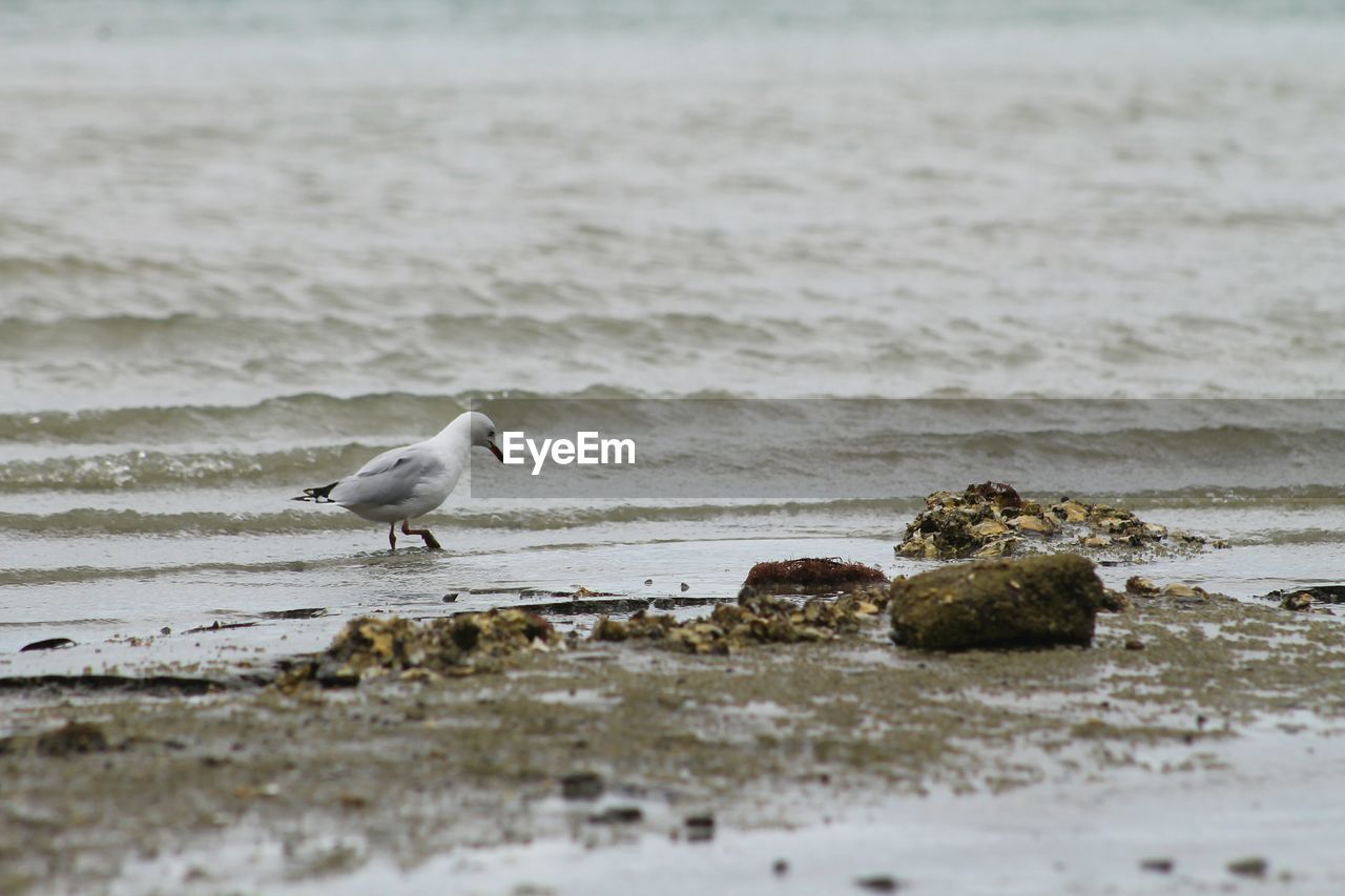 Seagull on shore in sea