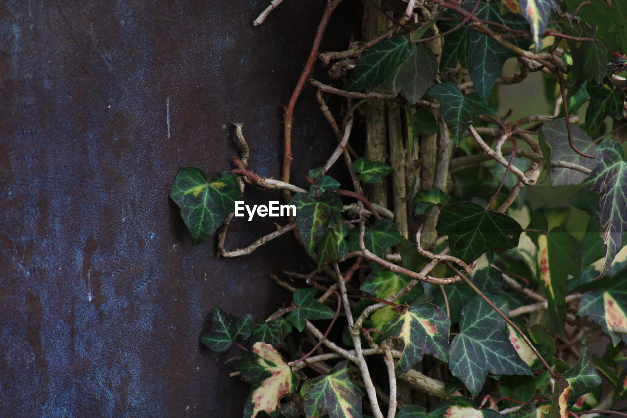 CLOSE-UP OF SNAKE ON BRANCH