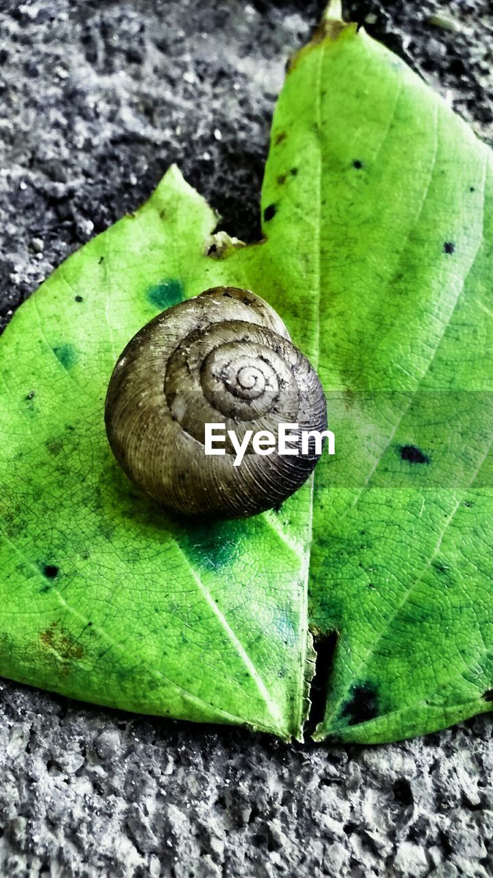 Close-up of snail on leaf