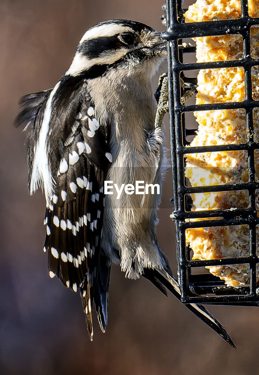 A woodpecker on a suet feeder