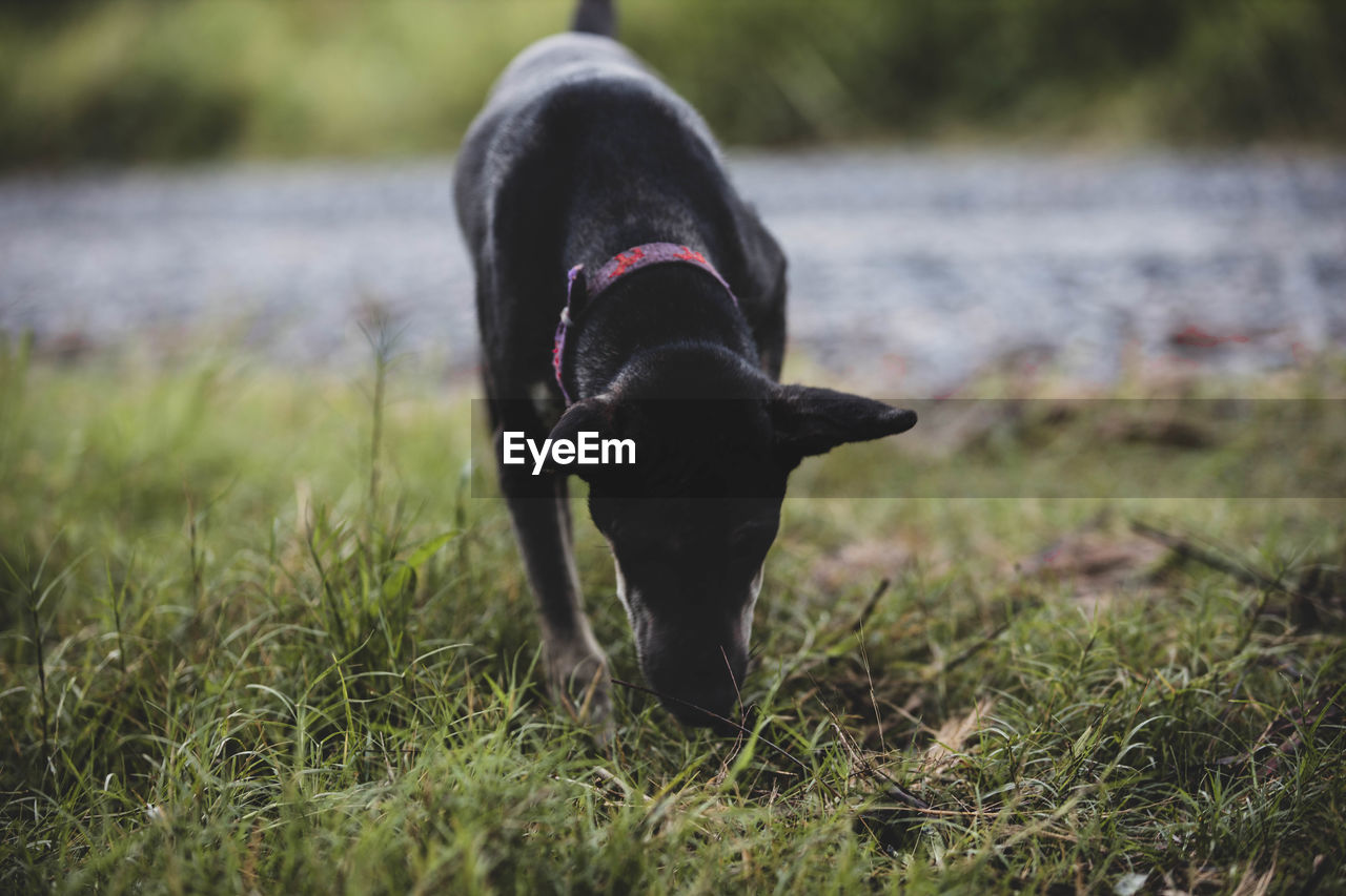 Black dog standing on field