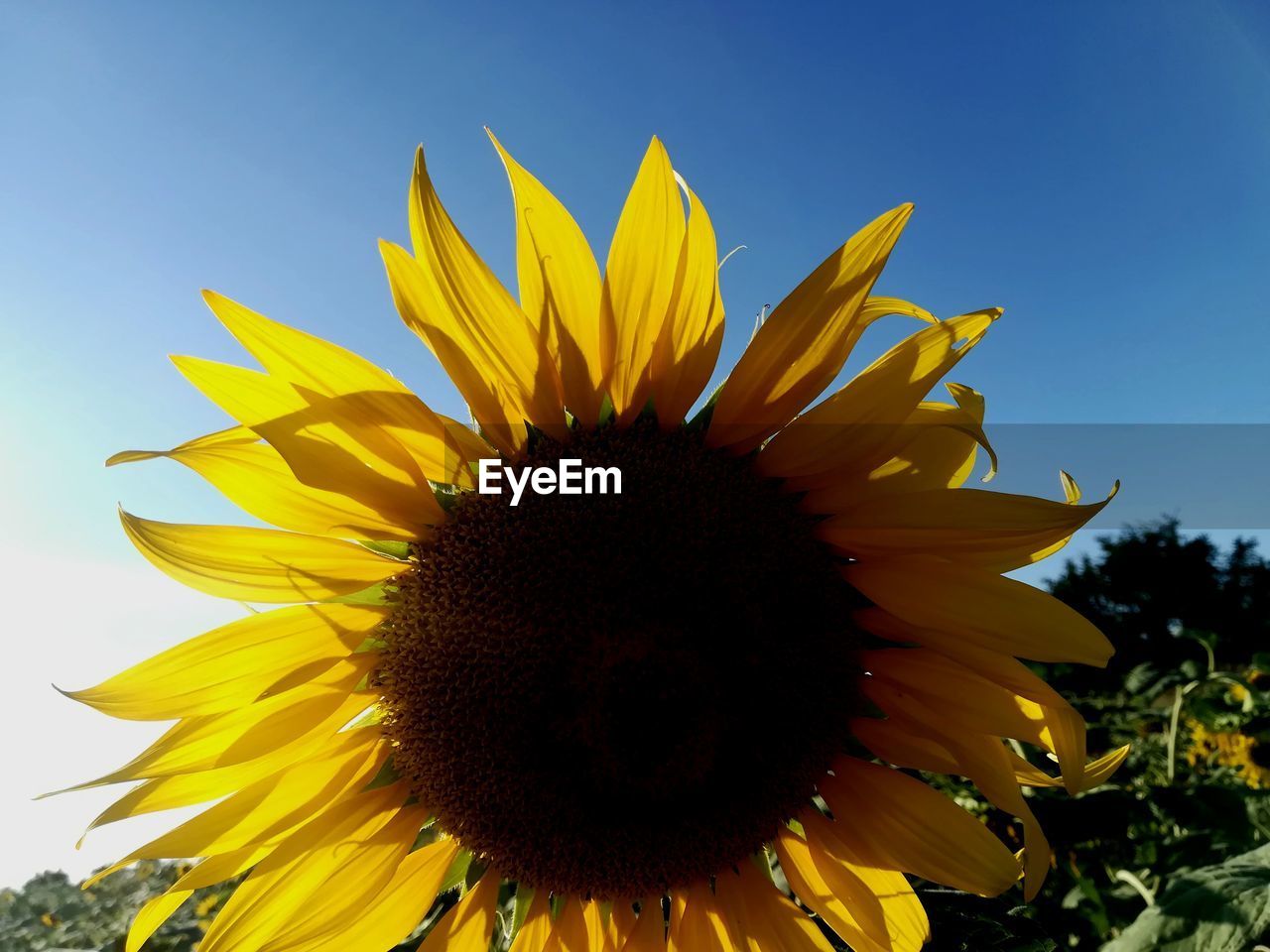 CLOSE-UP OF FRESH SUNFLOWER