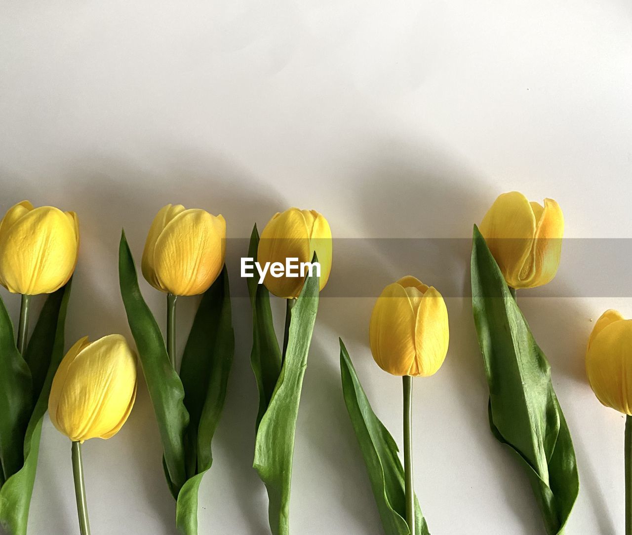 yellow, plant, flower, tulip, freshness, flowering plant, nature, beauty in nature, no people, green, close-up, indoors, plant part, leaf, fragility, flower head, studio shot, petal, plant stem, inflorescence, arrangement, springtime, multi colored, still life, food, copy space