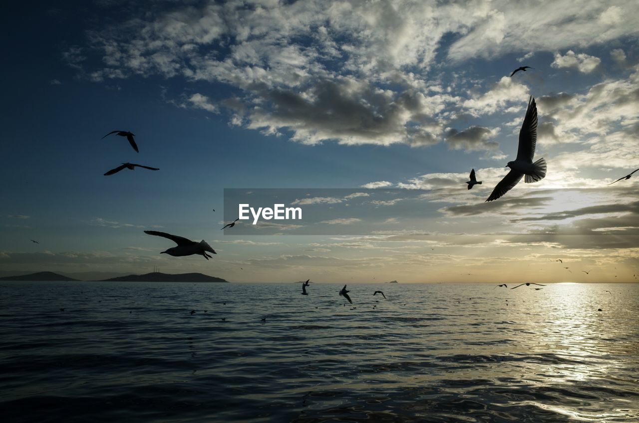 Low angle view of silhouette seagulls flying above sea during sunset