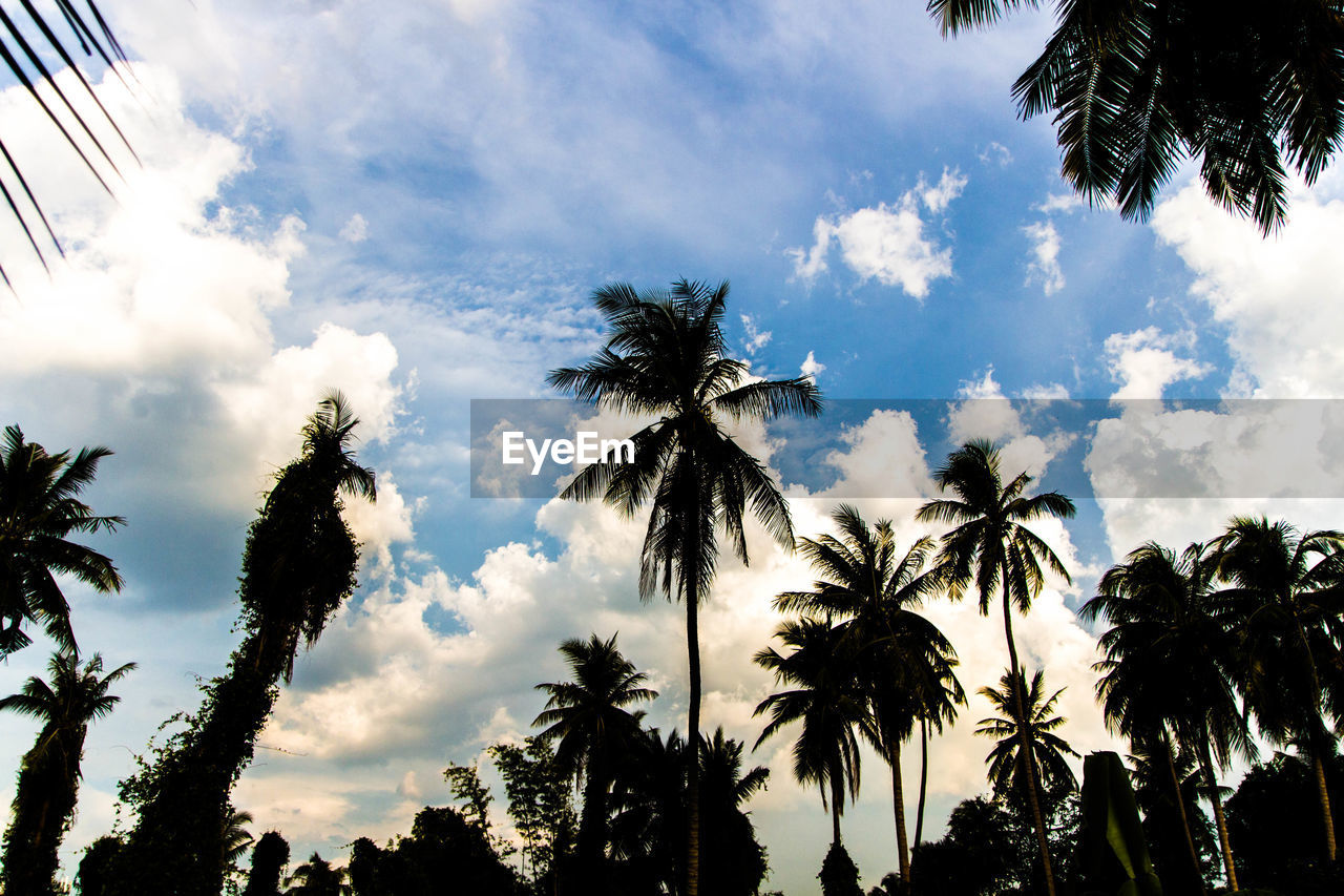 LOW ANGLE VIEW OF COCONUT PALM TREES AGAINST SKY