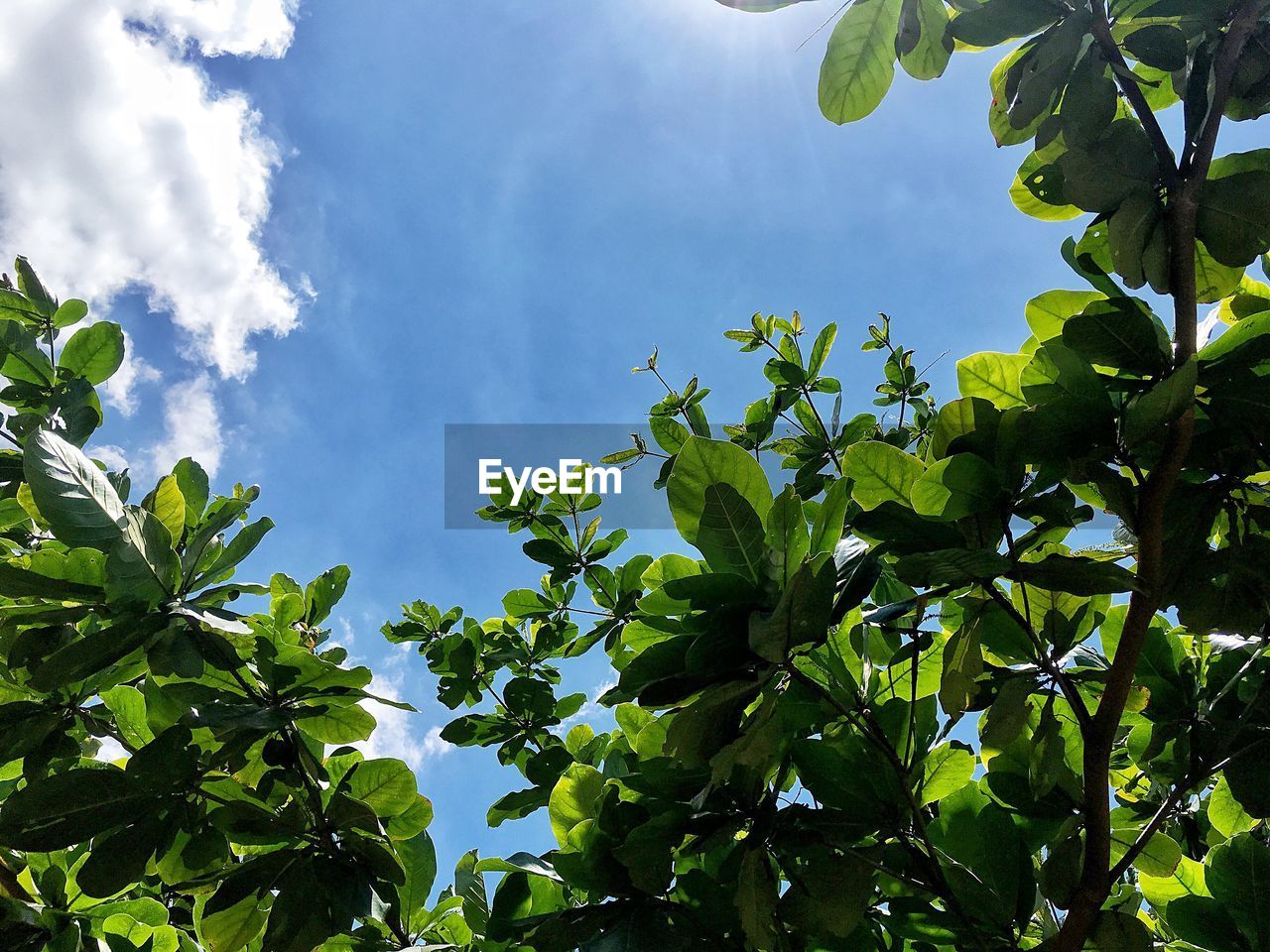 LOW ANGLE VIEW OF FRUIT TREE