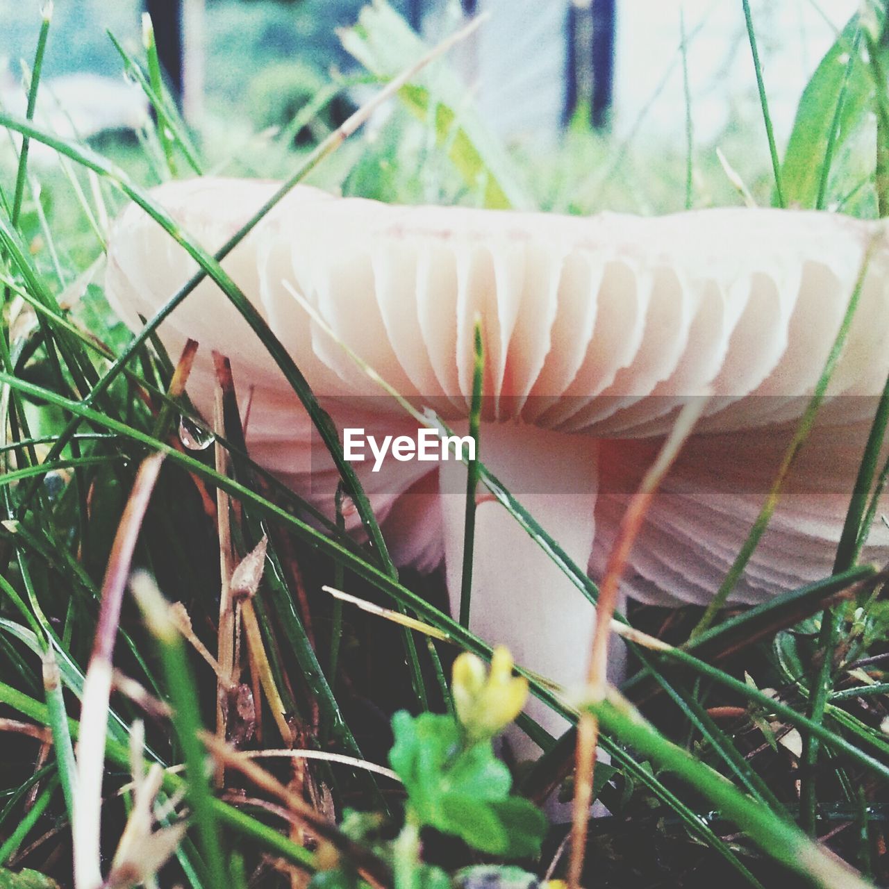 Close-up of fungus in grass