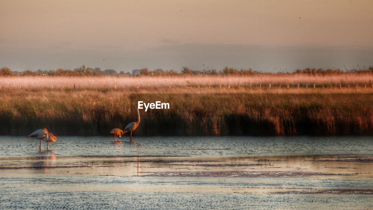 BIRDS ON LAKE AGAINST SKY DURING SUNSET