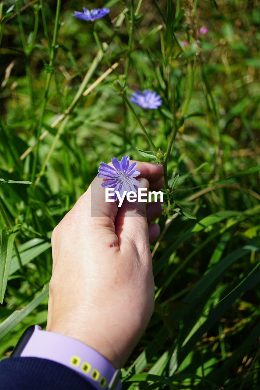 cropped hand of woman holding flowers