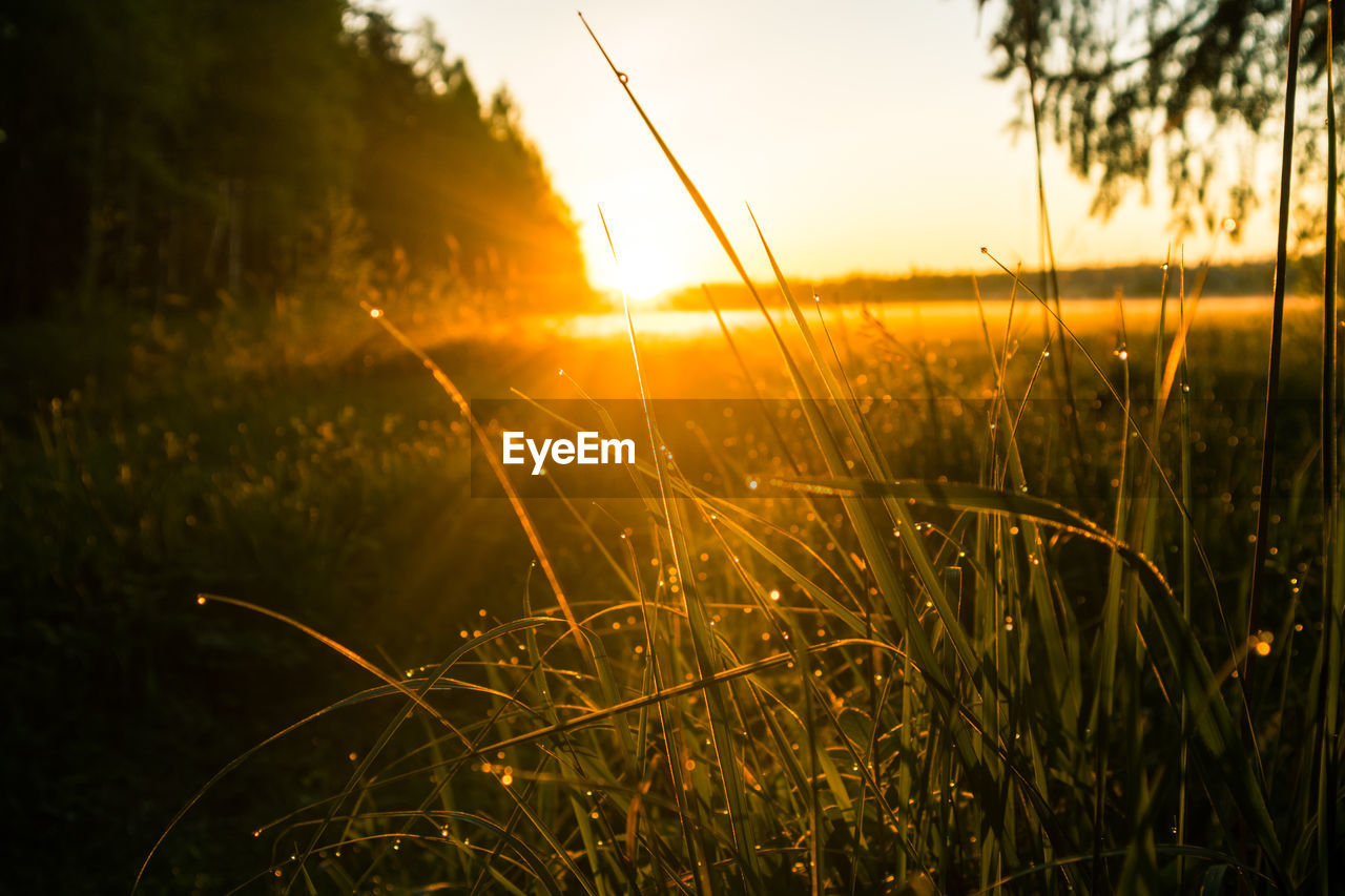 Sun rising over the summer meadow. grass growing in rural landscape during sunrise. 