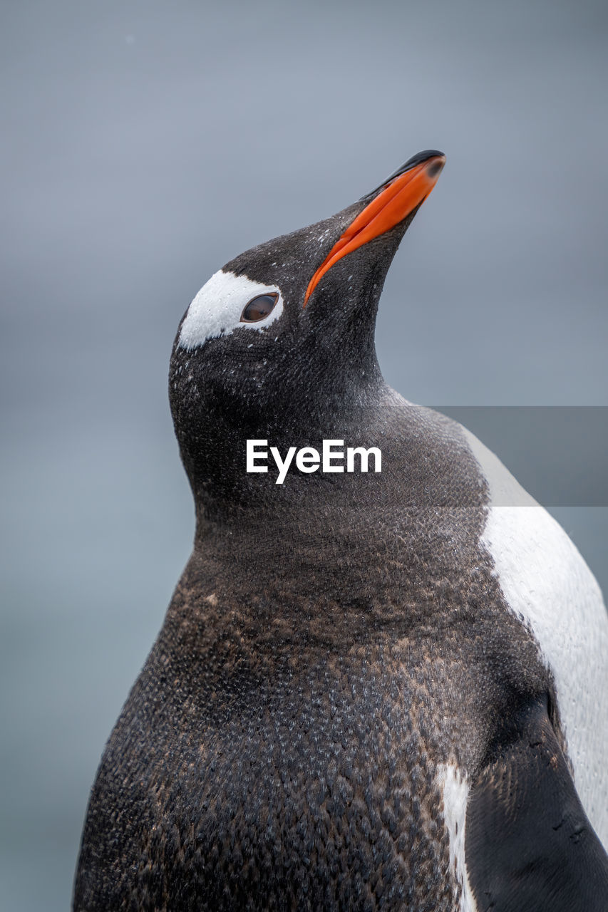 Close-up of gentoo penguin tilting head back