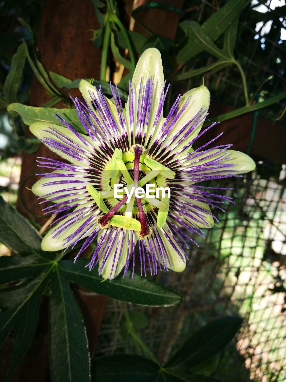 CLOSE-UP OF PURPLE PASSION FLOWER BLOOMING OUTDOORS