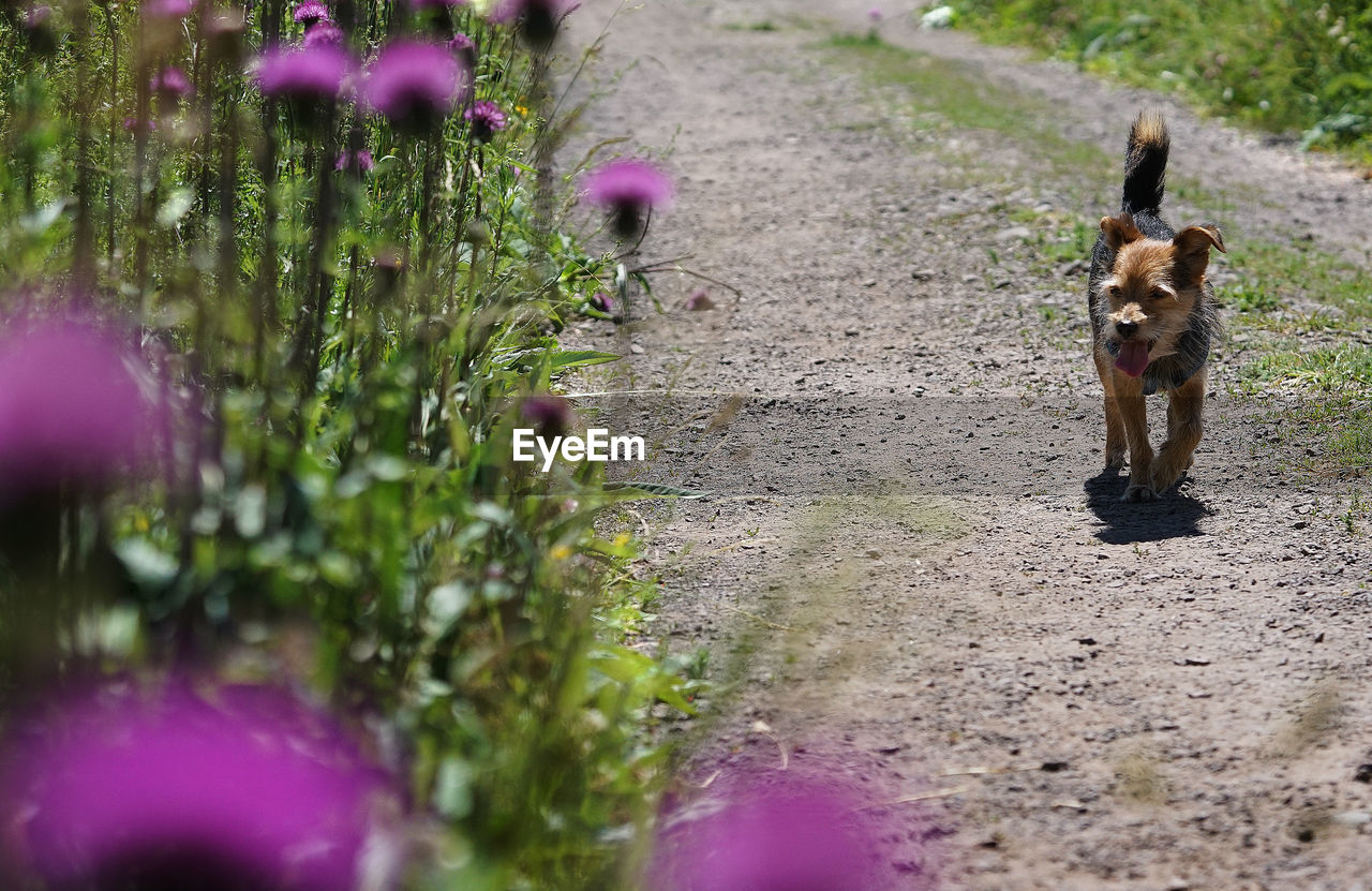 DOG STANDING ON FOOTPATH AMIDST FIELD