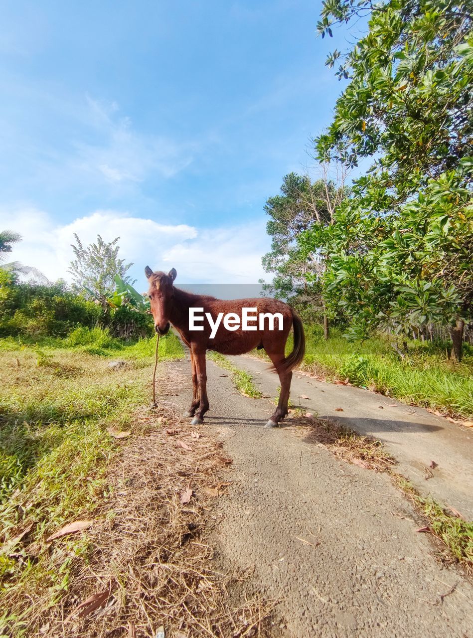 Donkey standing in a field