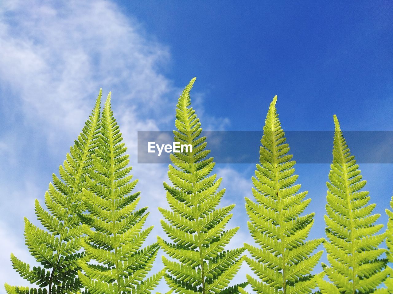 Low angle view of green leaves against sky