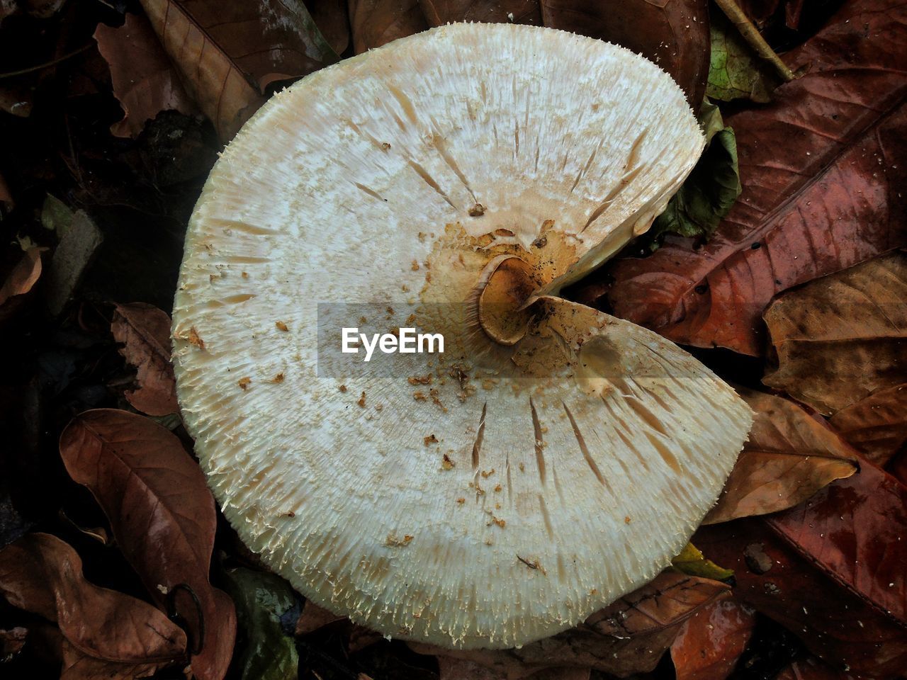 Directly above shot of mushroom growing on field