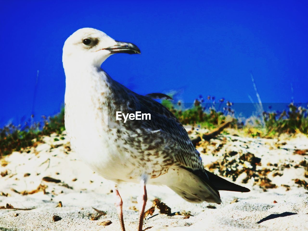 CLOSE-UP OF GRAY HERON ON ROCK