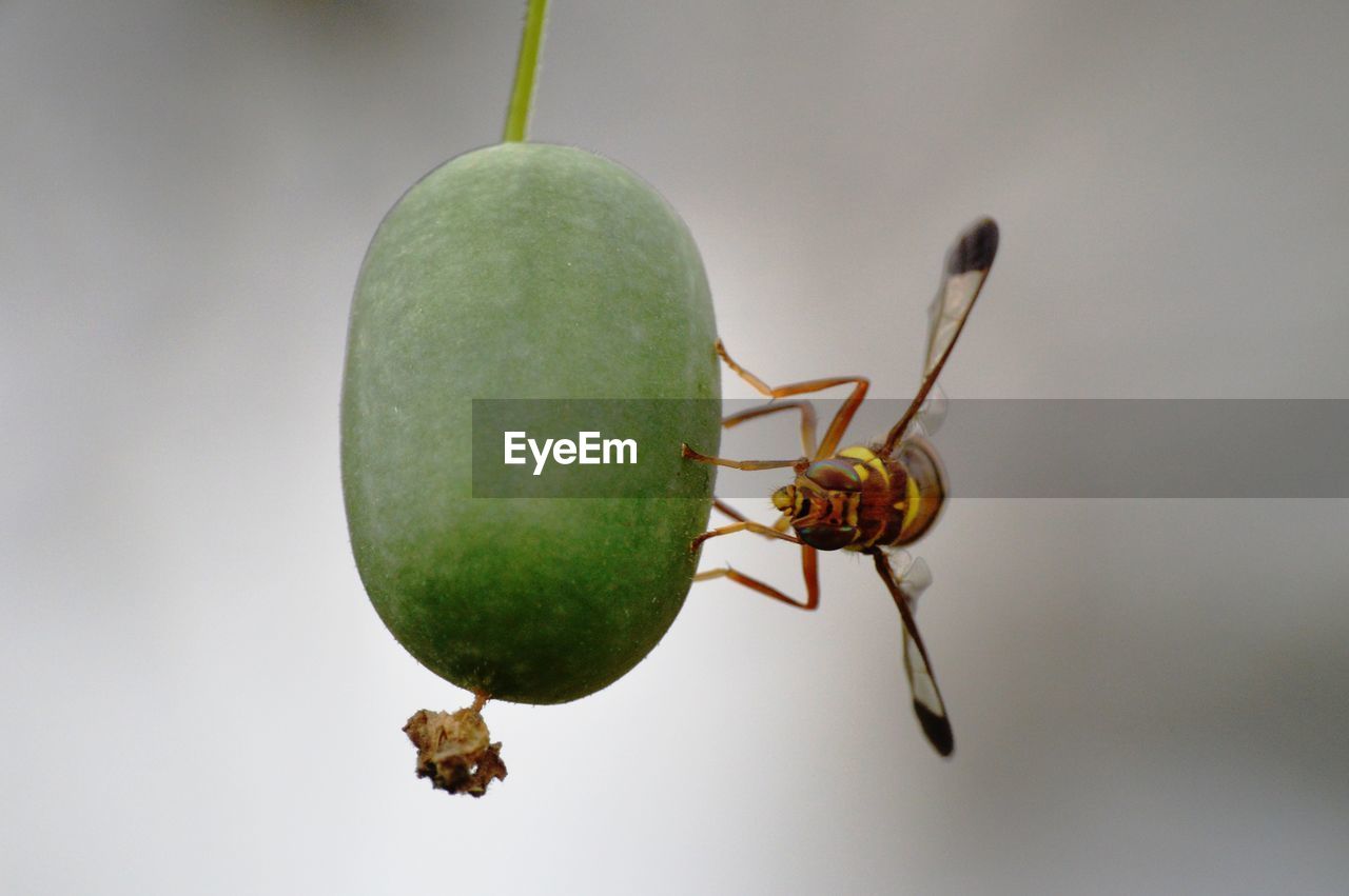 Close-up of insect on leaf