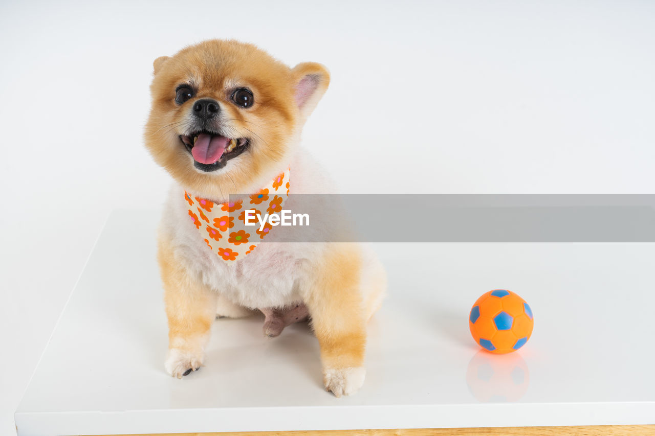 Isolated closeup portrait pomeranian dog smiling with funny face on the white background. 