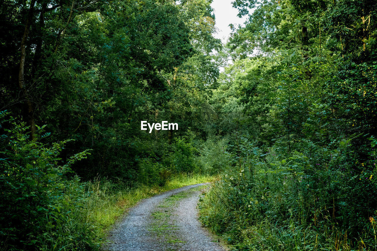 Road amidst trees in forest