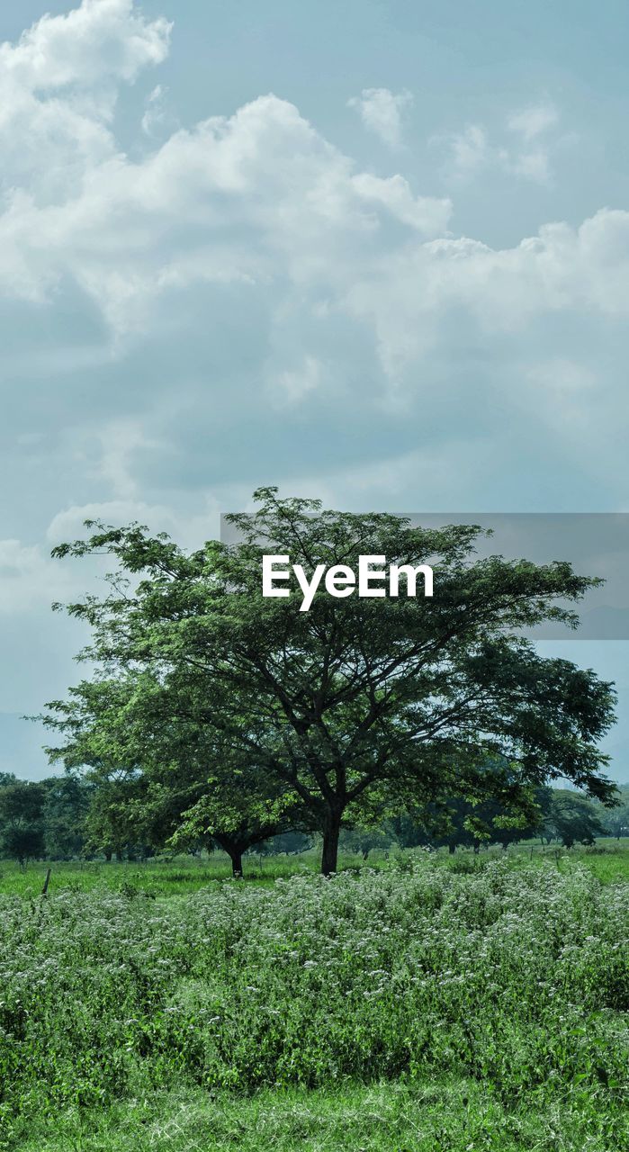 TREES GROWING IN FIELD AGAINST SKY