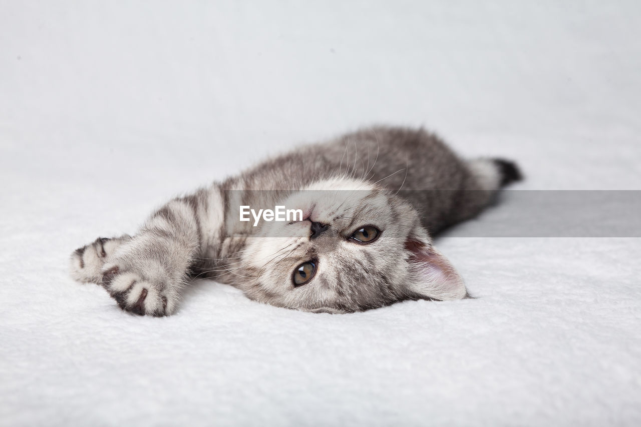 A cute scottish straight kitten lies on a white plaid.