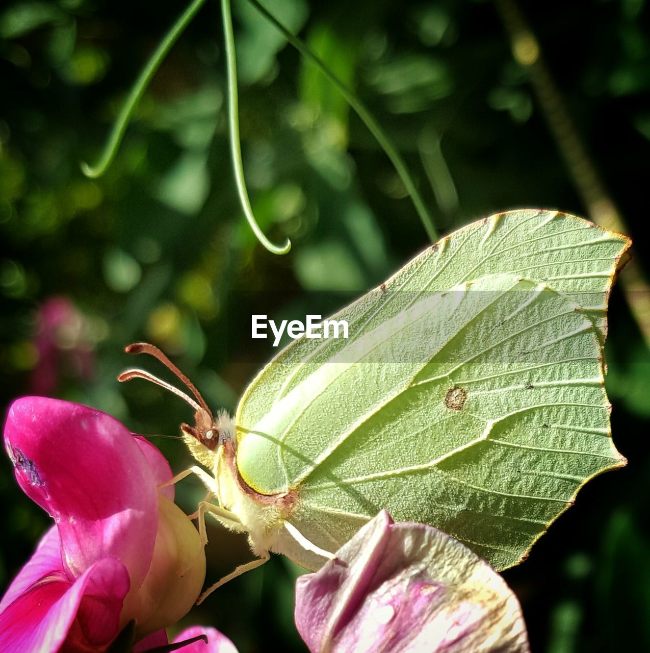 Close-up of insect on flower