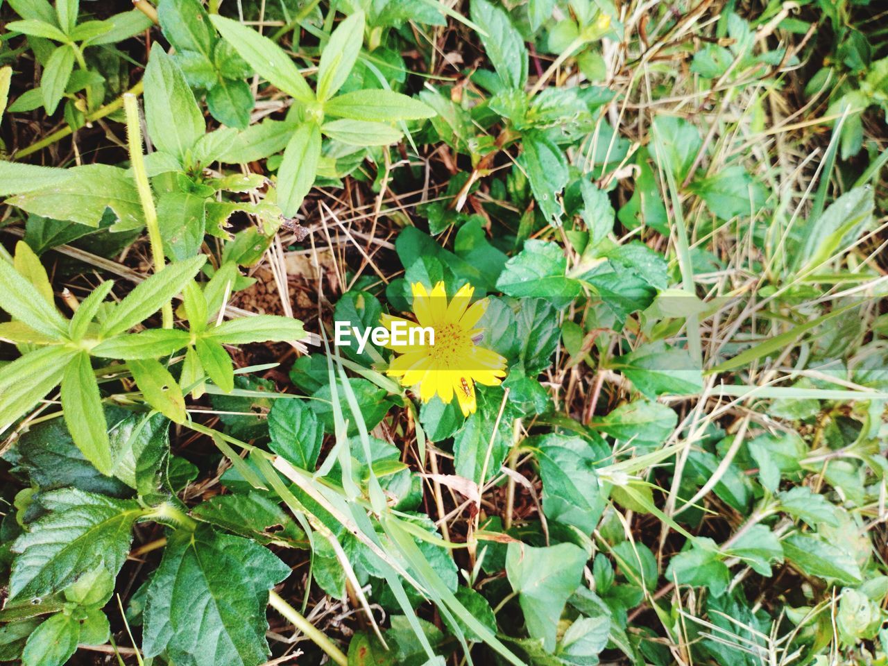 CLOSE-UP OF YELLOW FLOWERING PLANTS ON FIELD