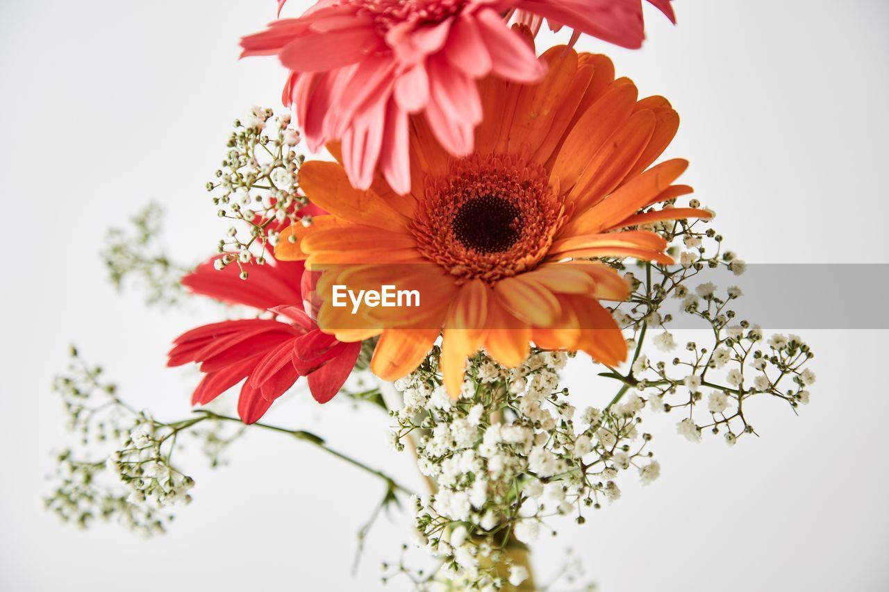 LOW ANGLE VIEW OF FLOWERS BLOOMING AGAINST TREES