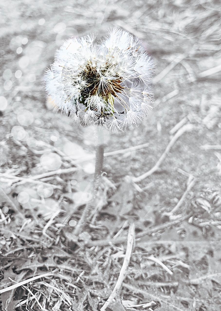 CLOSE-UP OF WILTED DANDELION IN WINTER