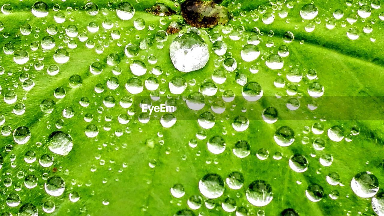 CLOSE-UP OF WATER DROPS ON PLANT