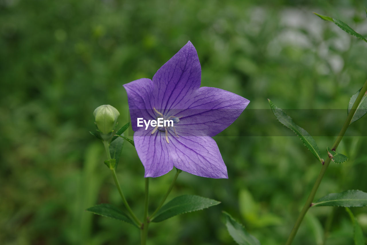 flower, flowering plant, plant, beauty in nature, freshness, purple, petal, close-up, fragility, nature, flower head, inflorescence, growth, wildflower, green, no people, focus on foreground, harebell, plant part, botany, leaf, outdoors, blossom, springtime, macro photography, meadow