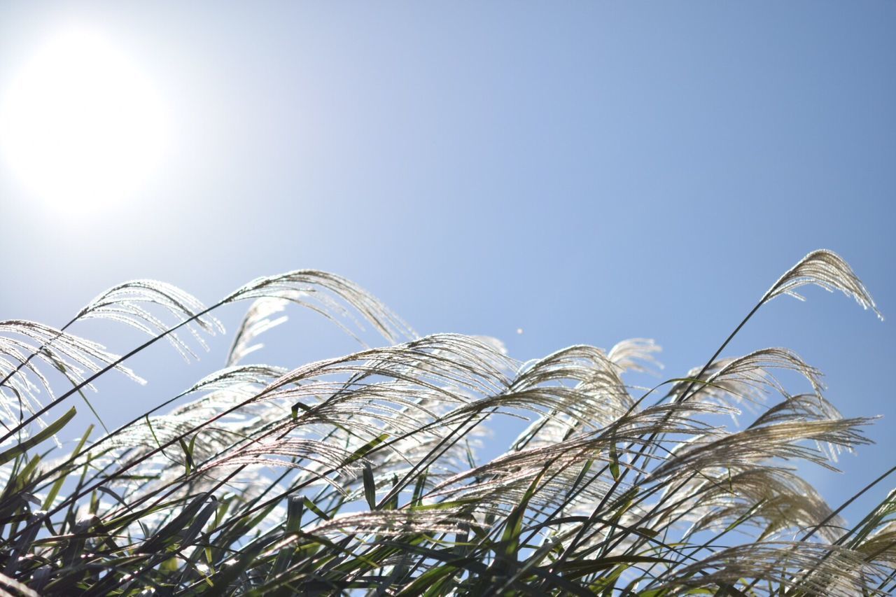 Low angle view of trees against clear blue sky