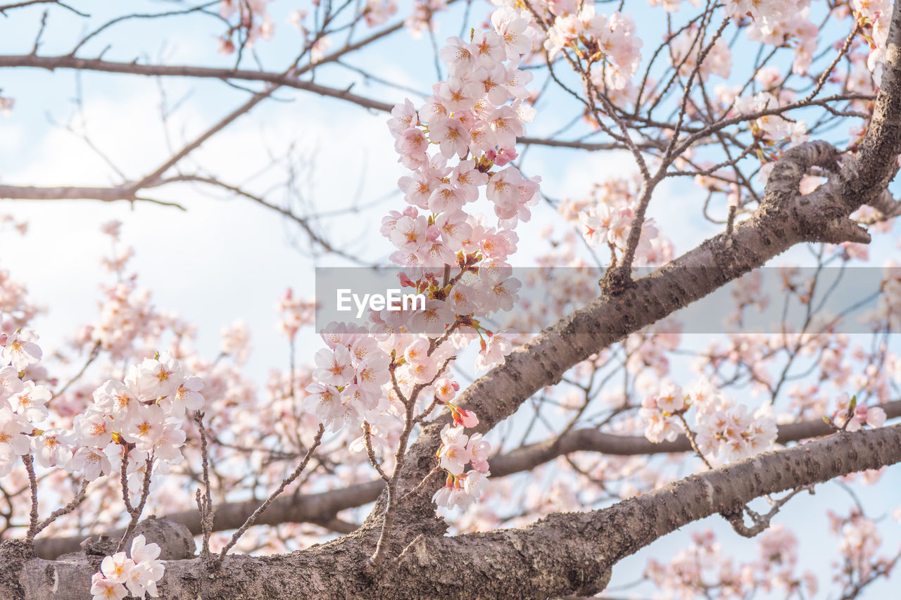 LOW ANGLE VIEW OF PINK CHERRY BLOSSOM