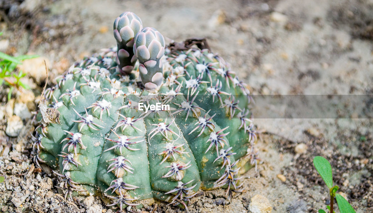 HIGH ANGLE VIEW OF SUCCULENT PLANT IN FIELD