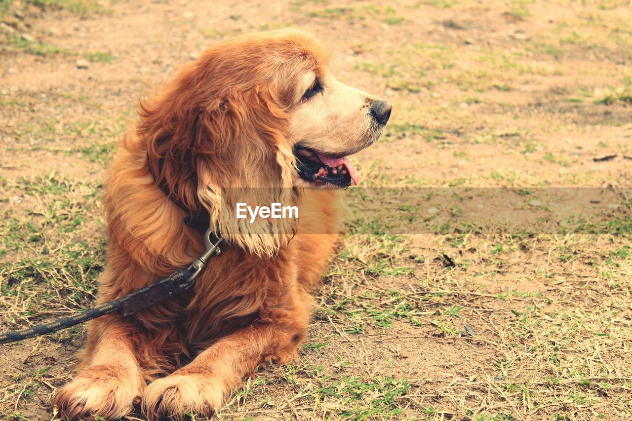 BROWN DOG LOOKING AWAY ON FIELD