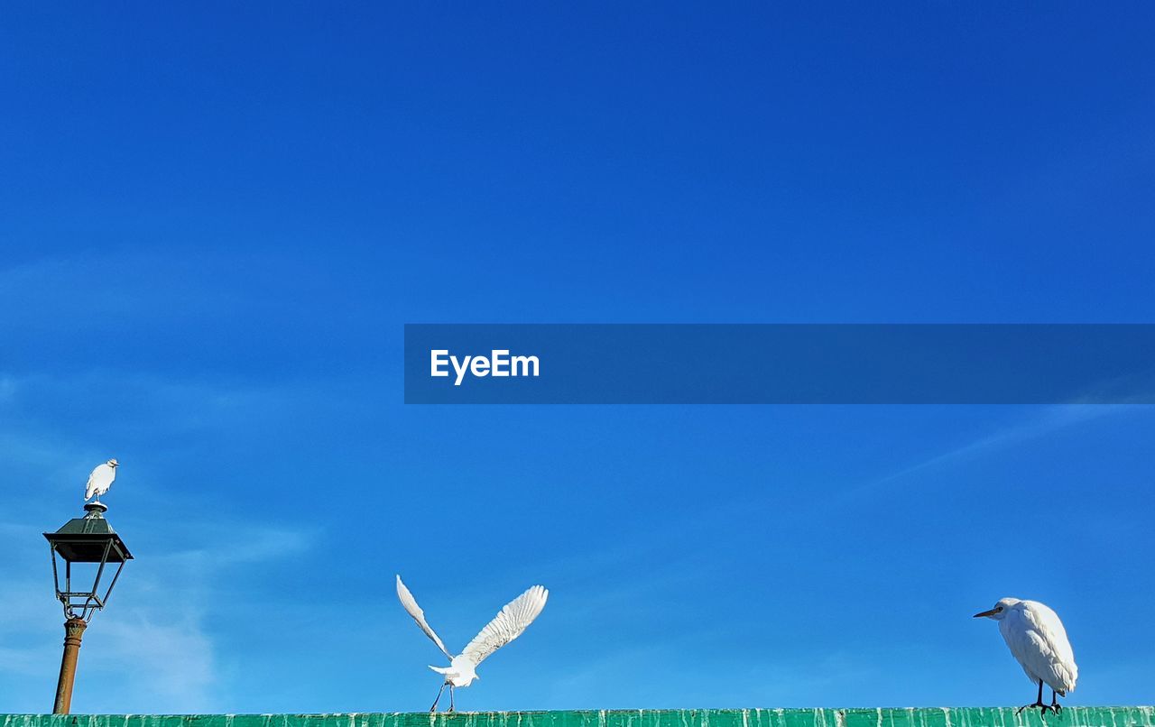 LOW ANGLE VIEW OF SEAGULL FLYING IN SKY