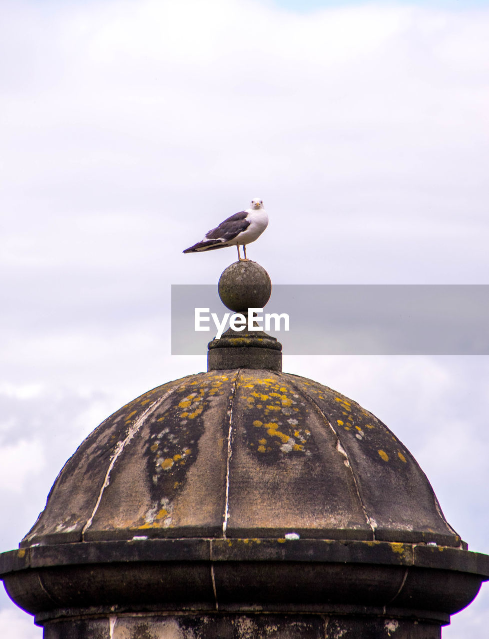 SEAGULL PERCHING ON ROOF AGAINST SKY