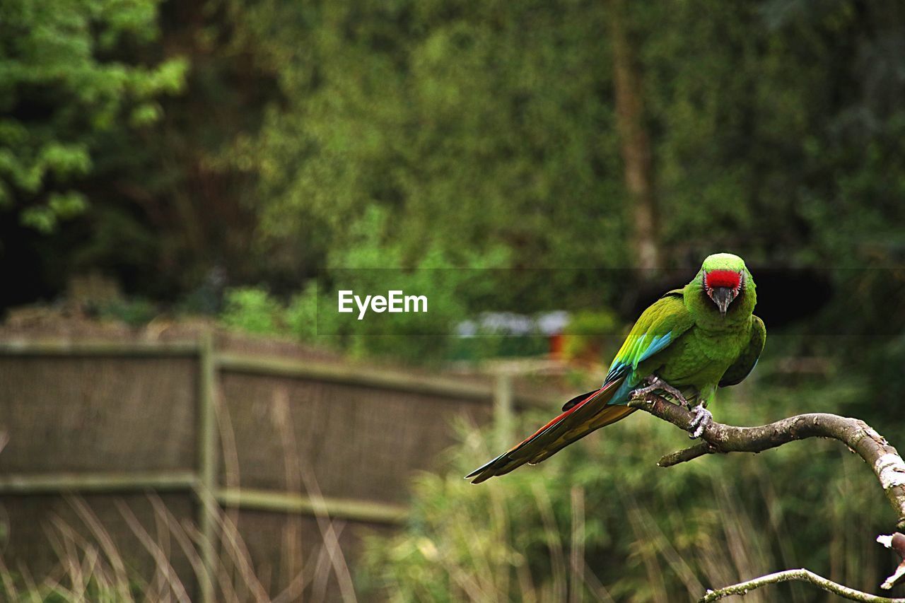 BIRDS PERCHING ON A BRANCH